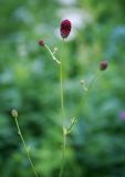 Sanguisorba officinalis. Верхушка цветущего растения. Пермский край, г. Пермь, Кировский р-н, затопляемый луг. 25.06.2016.