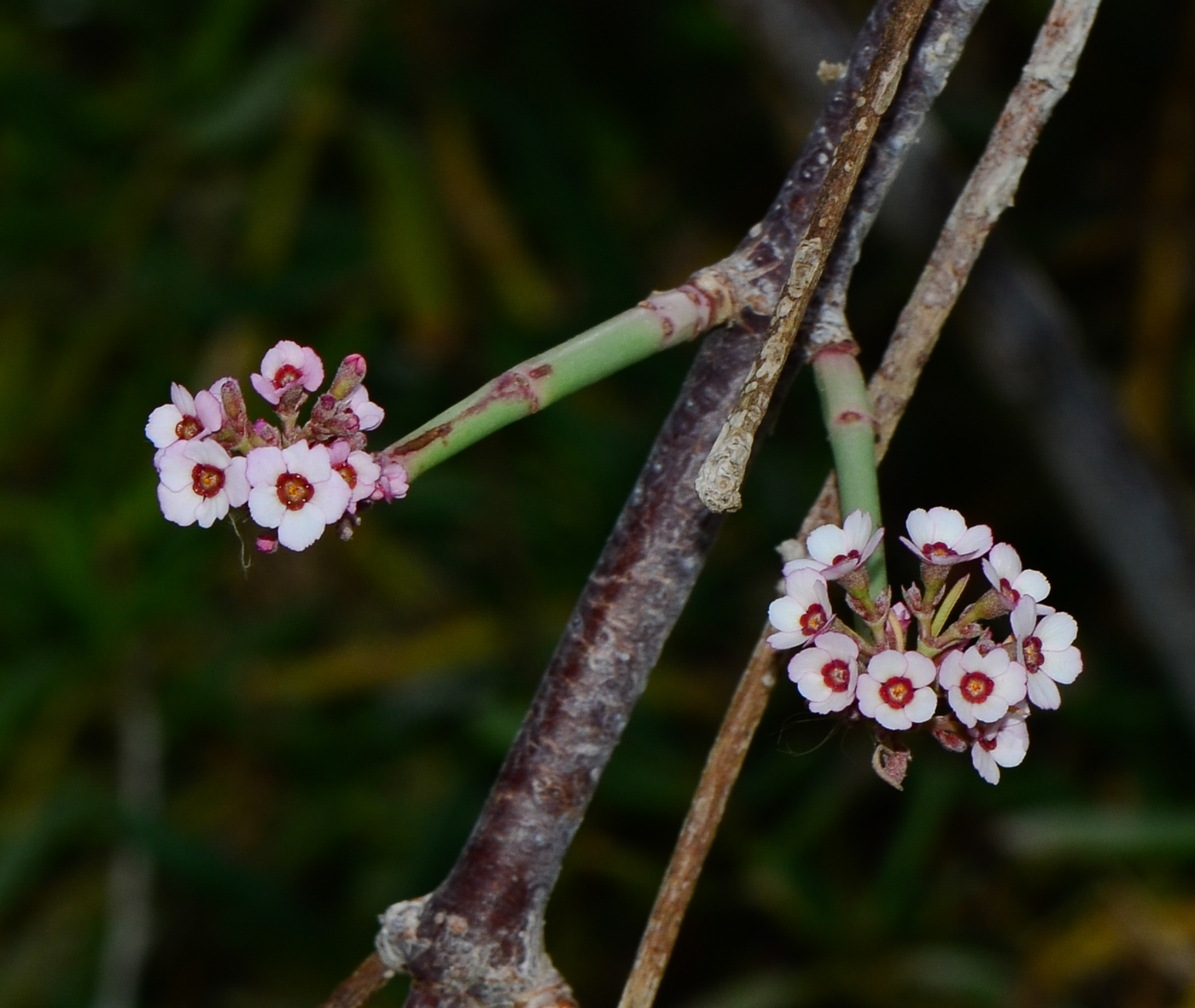 Изображение особи Euphorbia xanti.