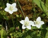 Parnassia palustris. Верхушки побегов с цветками и кормящимися муравьями. Восточно-Казахстанская обл., г. Риддер, окр. Малоульбинского вдхр., влажный луг. 30.07.2008.