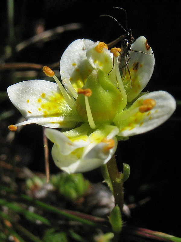 Изображение особи Saxifraga bryoides.