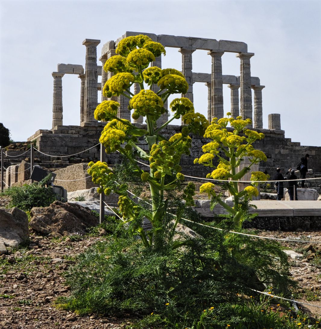 Изображение особи Ferula communis ssp. glauca.