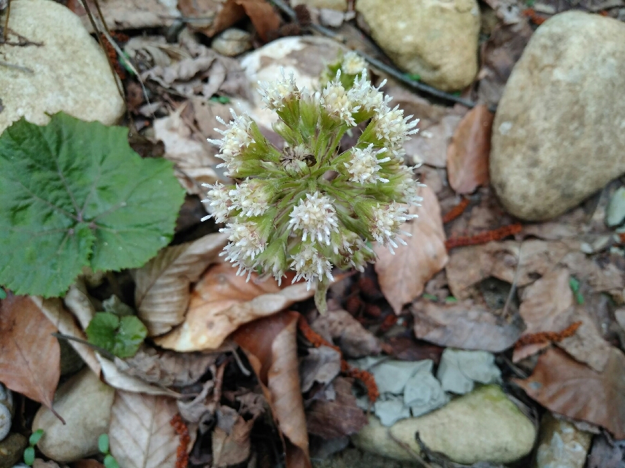 Image of Petasites albus specimen.