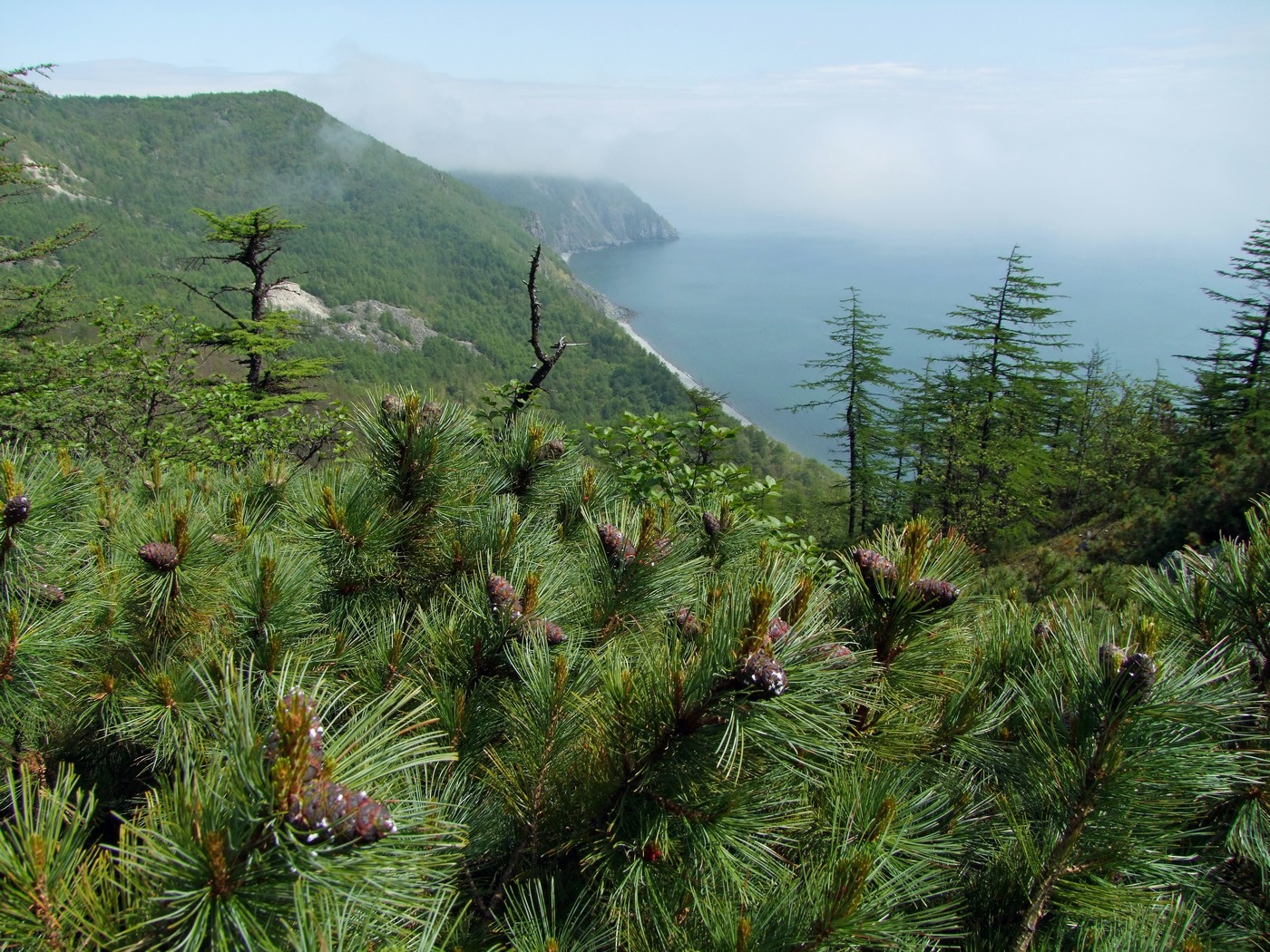 Изображение особи Pinus pumila.