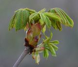 Aesculus hippocastanum