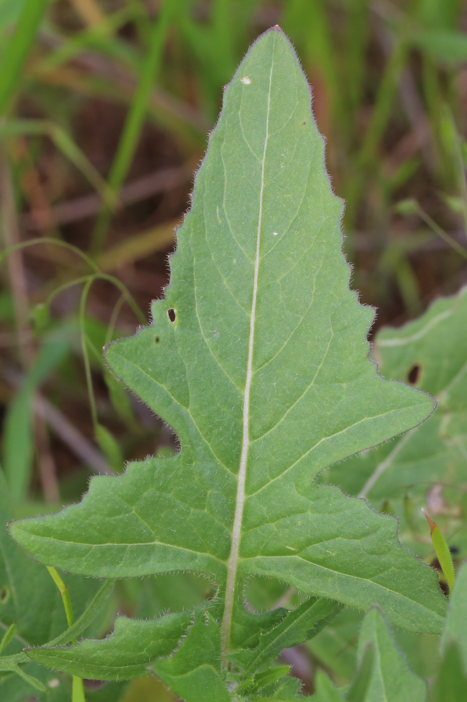 Изображение особи Sisymbrium loeselii.