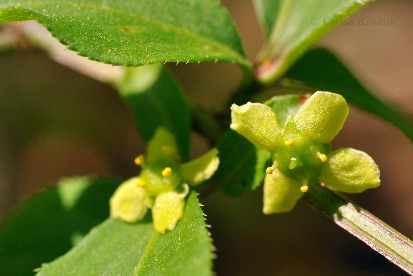 Image of Euonymus sacrosanctus specimen.