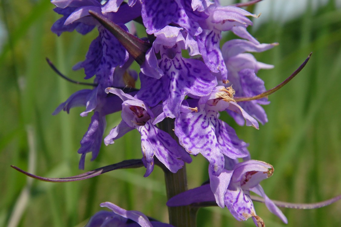 Image of Dactylorhiza urvilleana specimen.