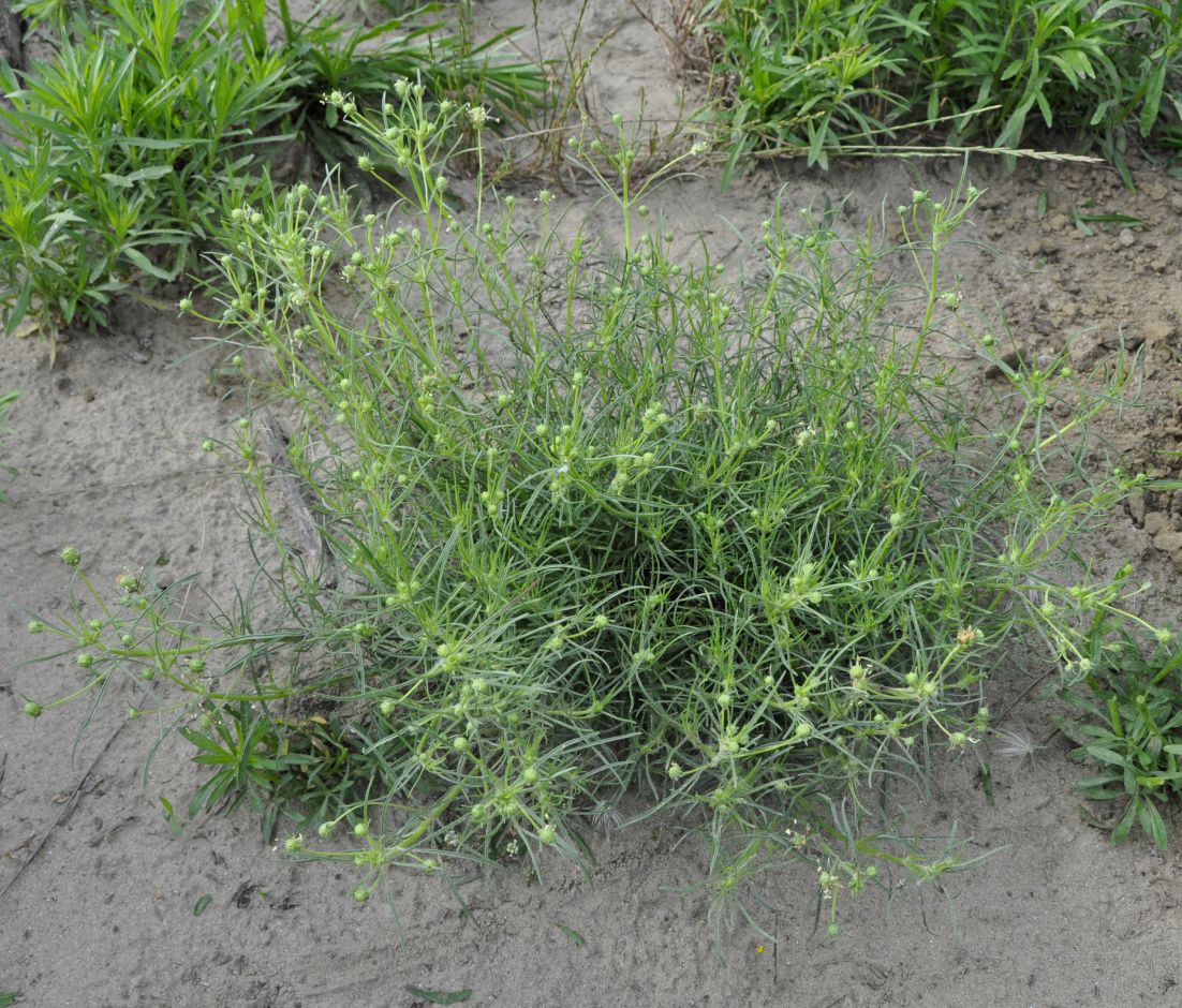 Image of Plantago arenaria specimen.