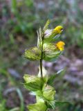 Rhinanthus minor. Верхушка цветущего растения. Беларусь, Минская обл., Минский р-н, окр. агрогородка Ждановичи, луг у водохранилища Дрозды. 17.06.2017.