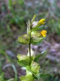 Rhinanthus minor