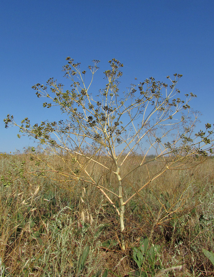 Image of Ferula caspica specimen.