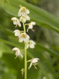 Image of taxon representative. Author is Роман Провидухин