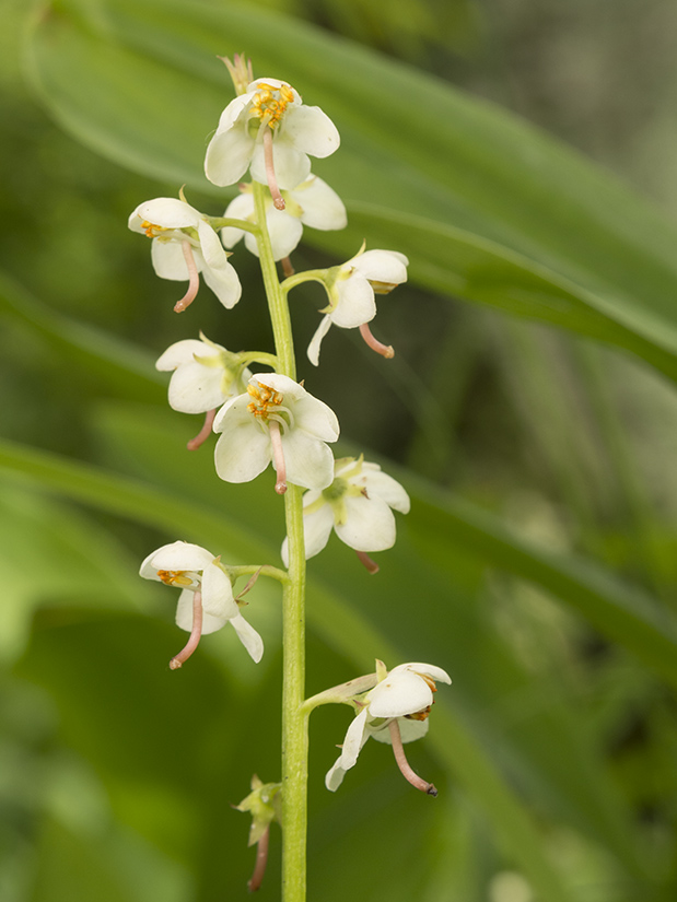 Image of Pyrola rotundifolia specimen.