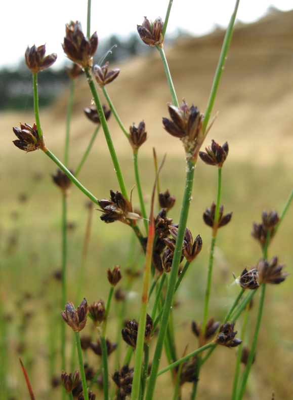 Image of Juncus alpino-articulatus specimen.