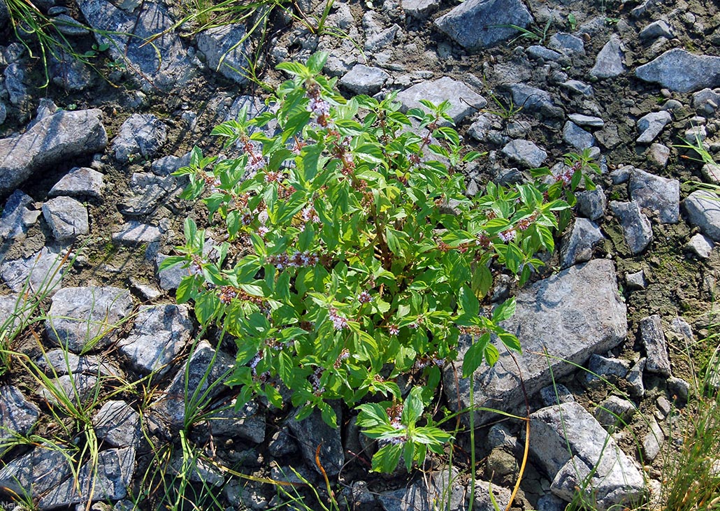 Image of Mentha arvensis specimen.