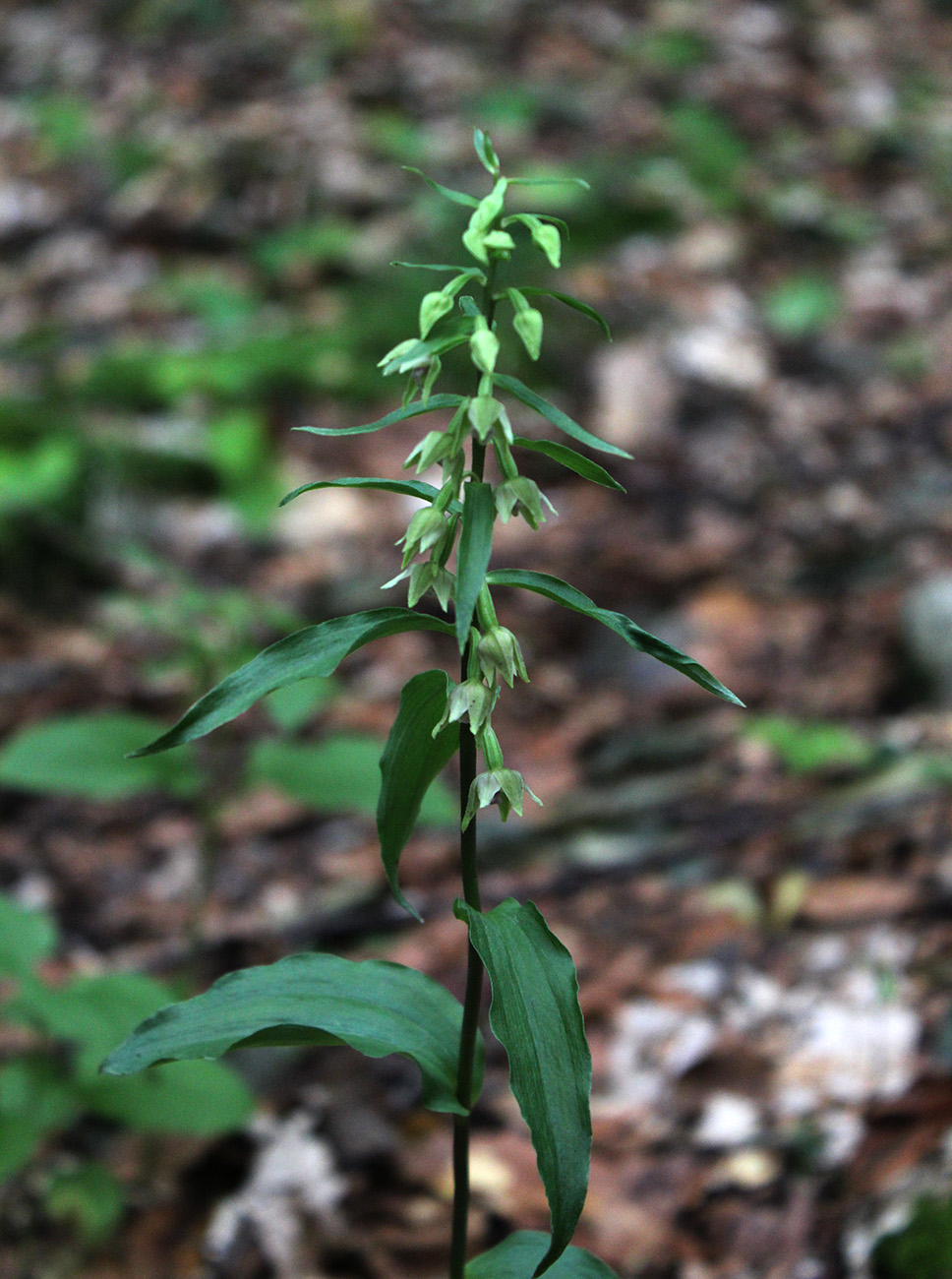 Изображение особи Epipactis persica.