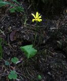 Dolichorrhiza renifolia. Цветущее растение. Карачаево-Черкесия, Тебердинский заповедник, хр. Малая Хатипара, пихтовый лес. 13.07.2017.