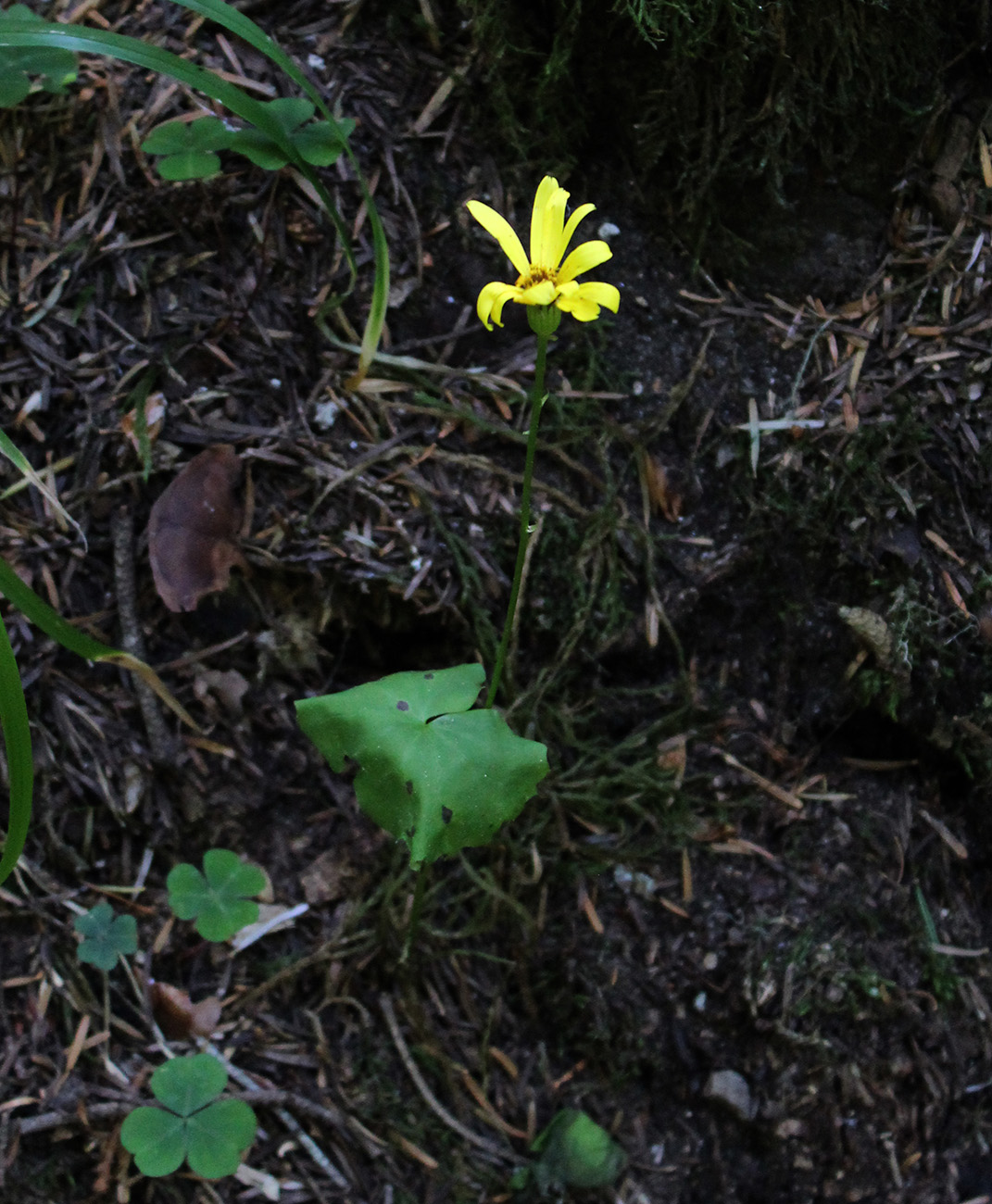 Изображение особи Dolichorrhiza renifolia.