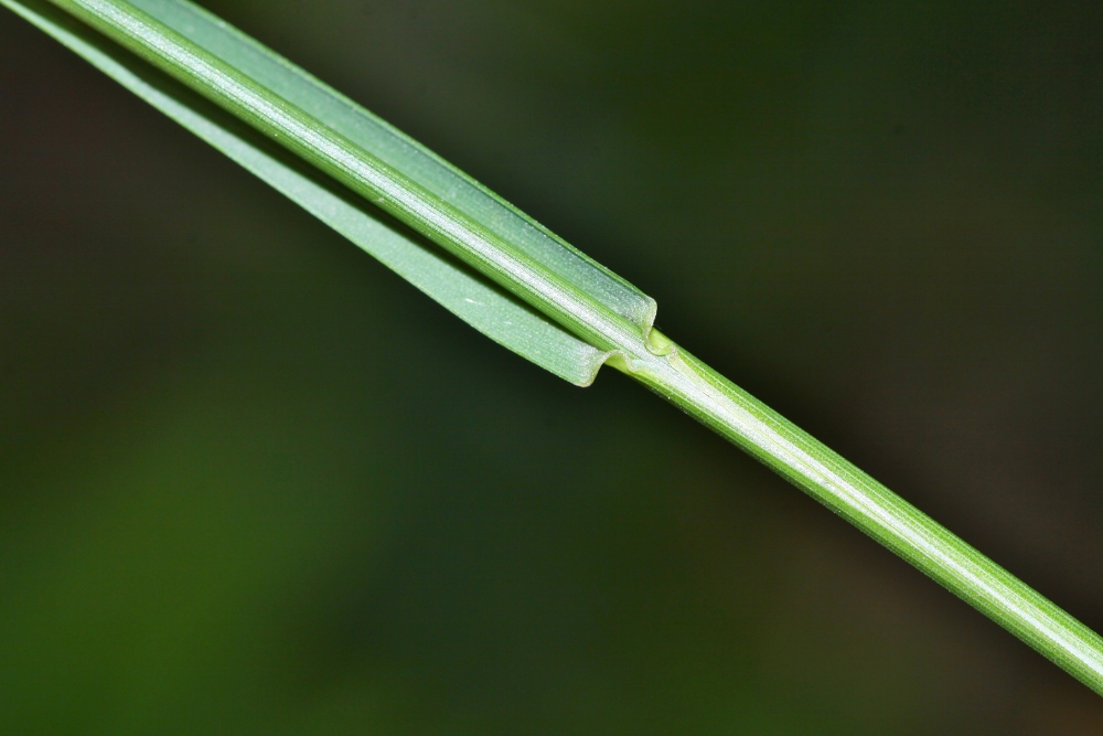 Image of Poa sichotensis specimen.