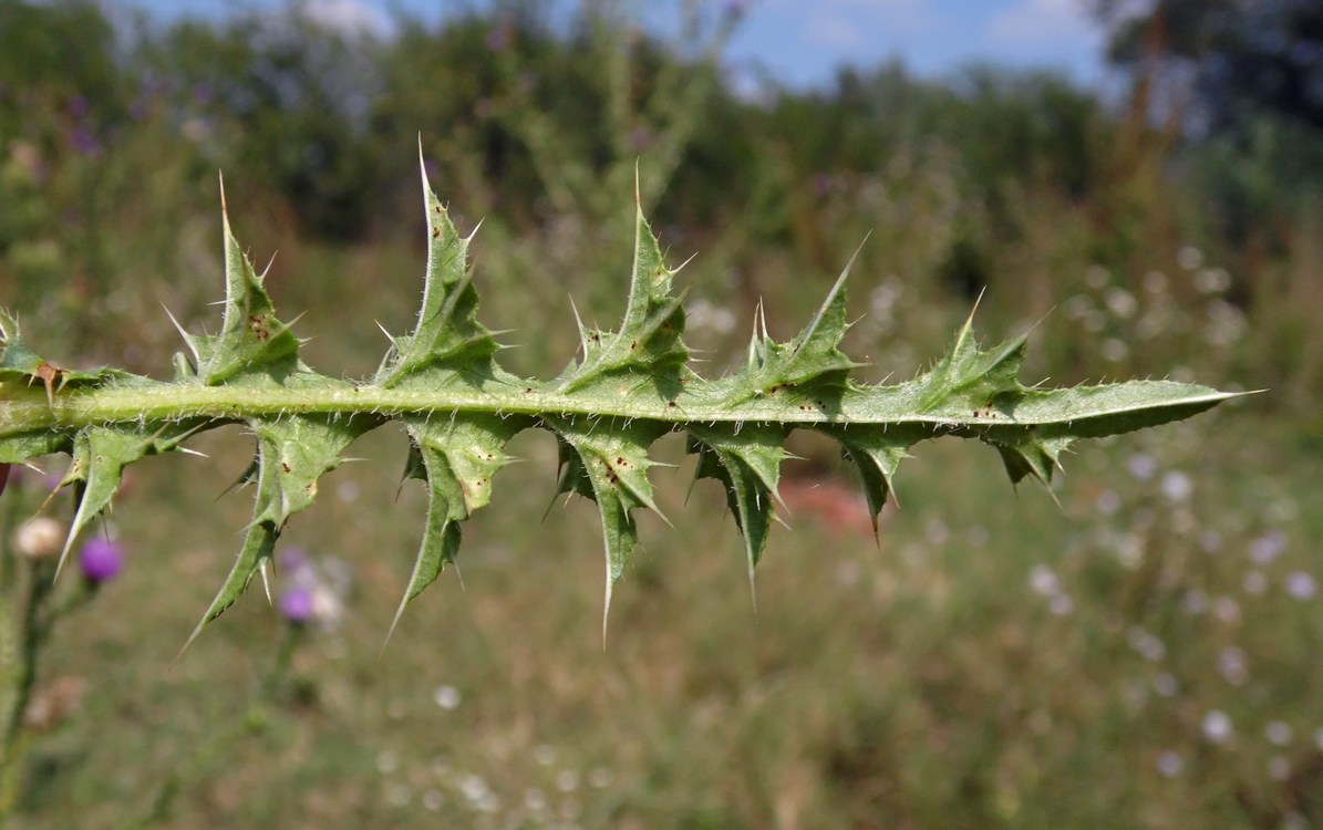 Изображение особи Carduus acanthoides.