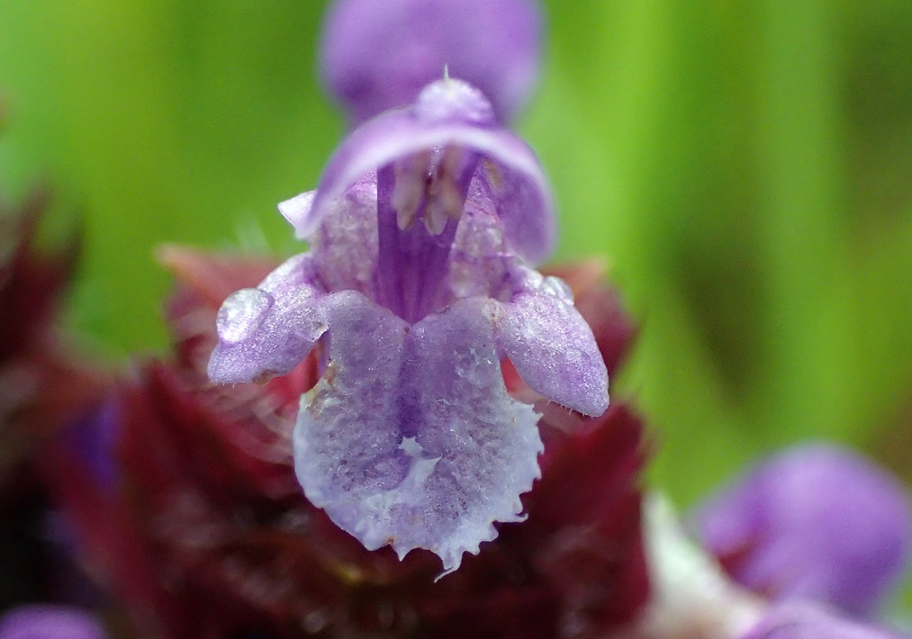 Изображение особи Prunella vulgaris.