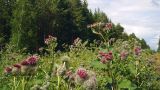 Arctium tomentosum