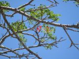 Delonix regia