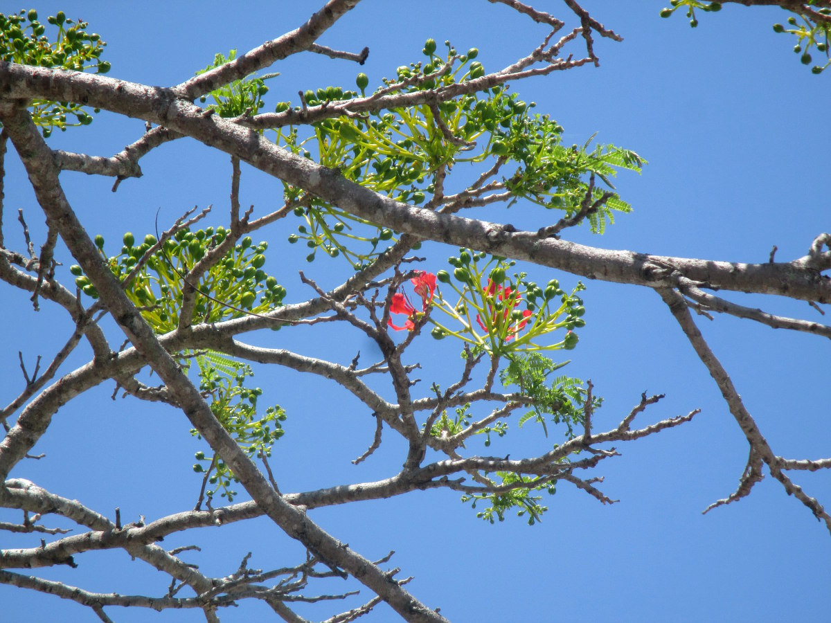 Image of Delonix regia specimen.