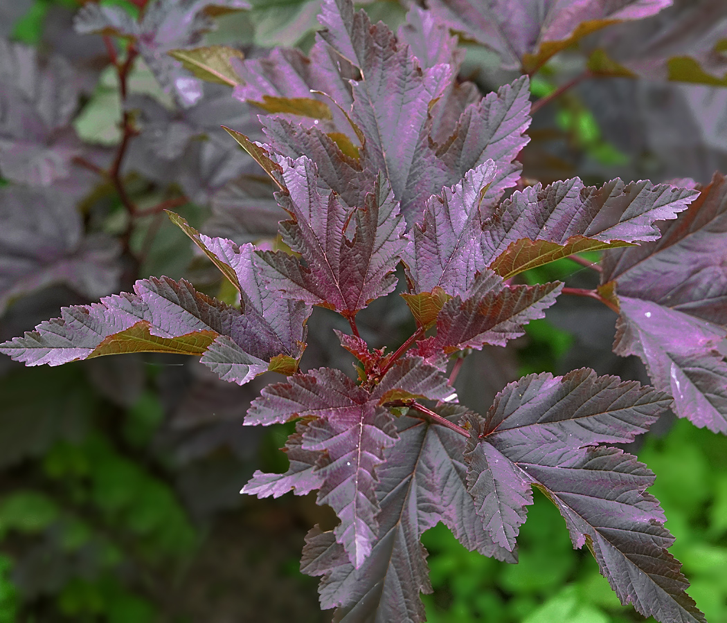 Image of Physocarpus opulifolius specimen.