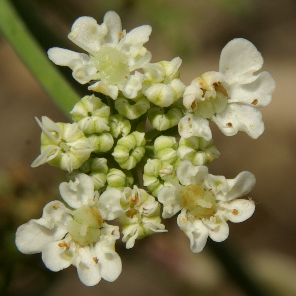Image of Astrodaucus littoralis specimen.