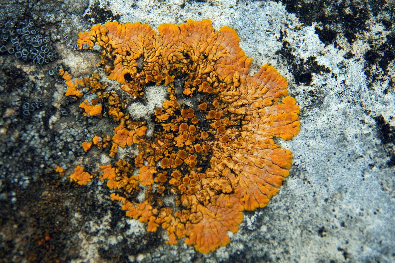 Изображение особи Caloplaca aurantia.