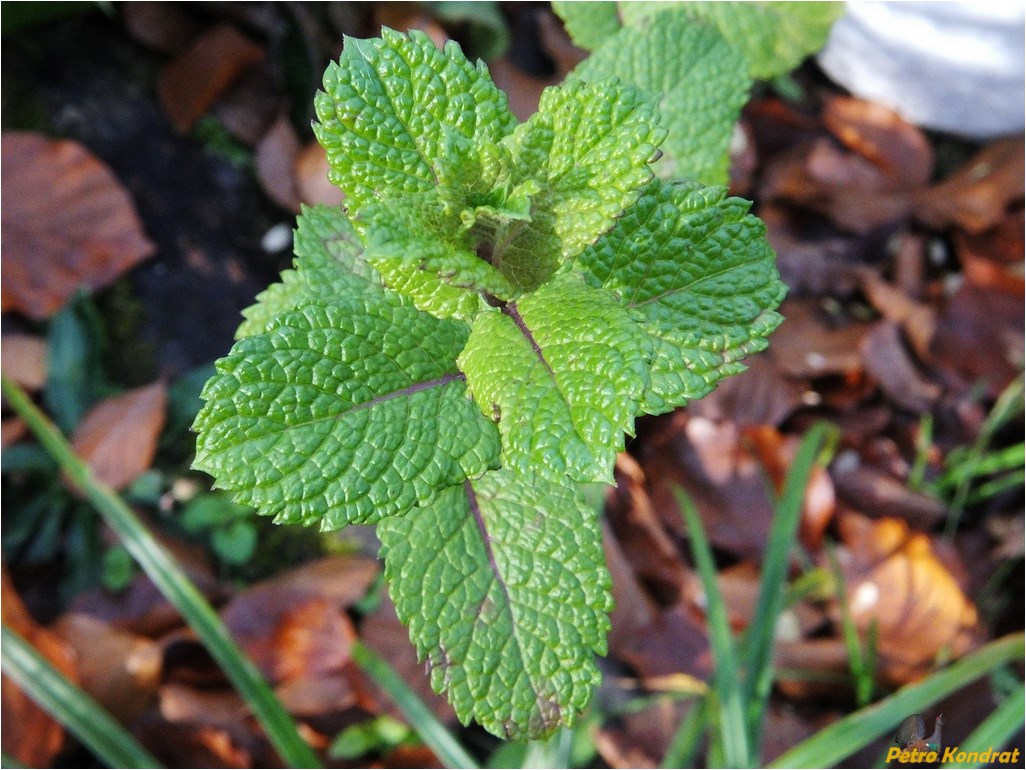 Image of Mentha &times; piperita specimen.