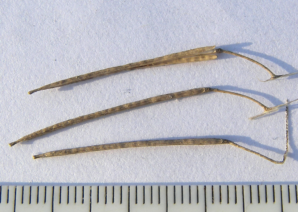 Image of Sisymbrium loeselii specimen.