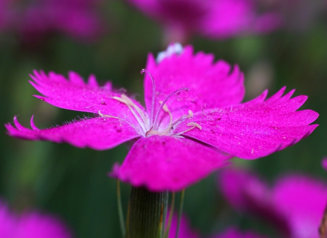 Image of Dianthus acantholimonoides specimen.