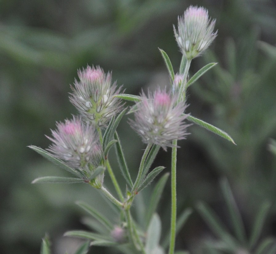 Image of Trifolium arvense specimen.