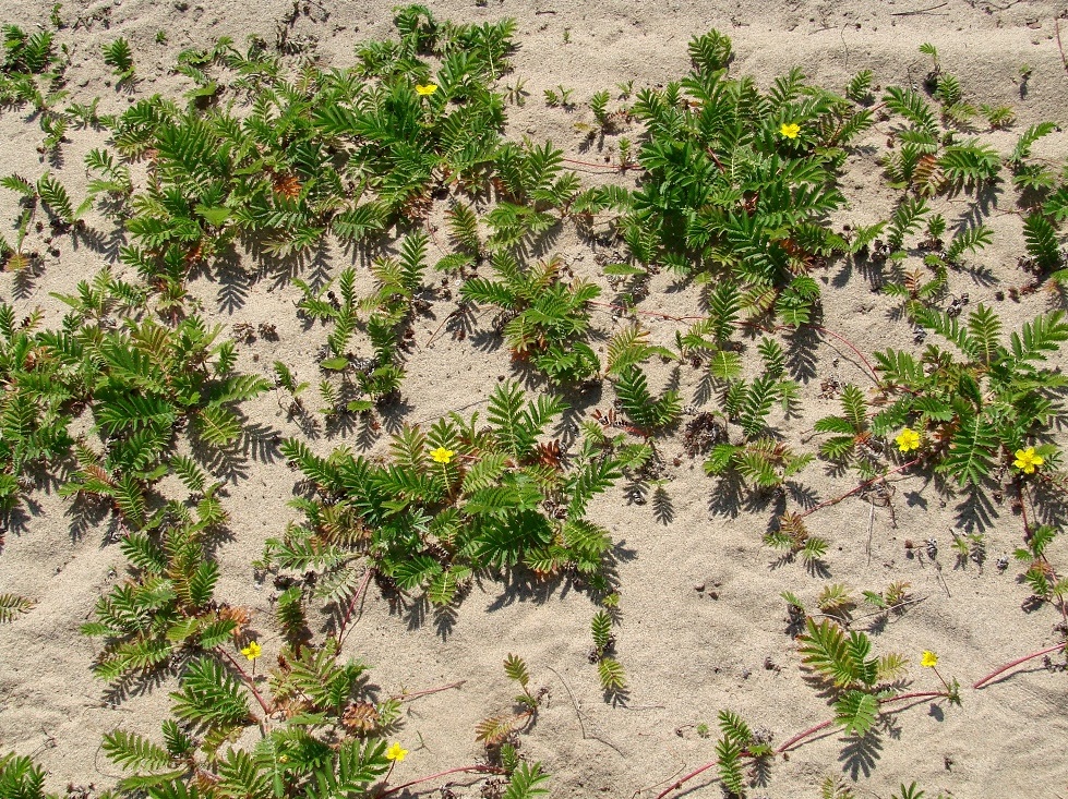 Image of Potentilla anserina specimen.