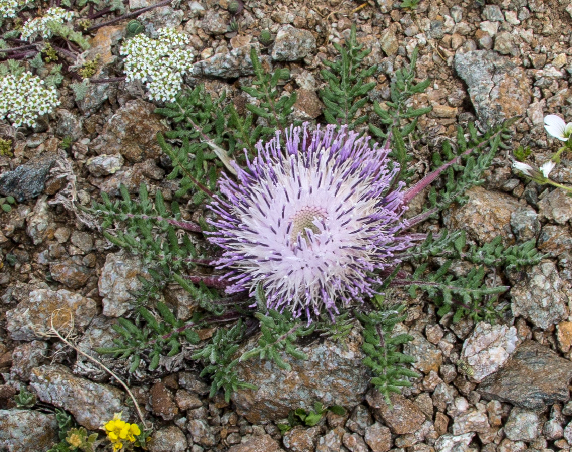 Image of Jurinella subacaulis specimen.