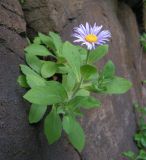 Aster spathulifolius. Цветущее растение. Приморский край, Хасанский р-н, гора Голубиный утёс, на скале. 24.07.2016.