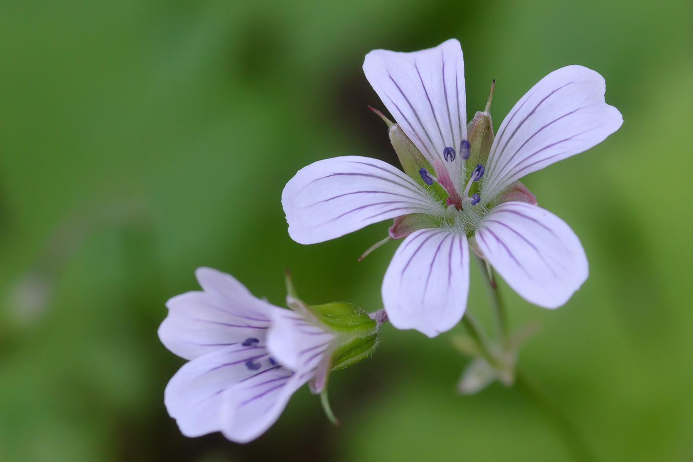 Image of Geranium albiflorum specimen.