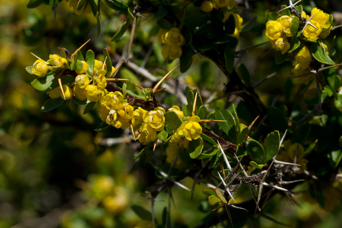 Image of Berberis cretica specimen.