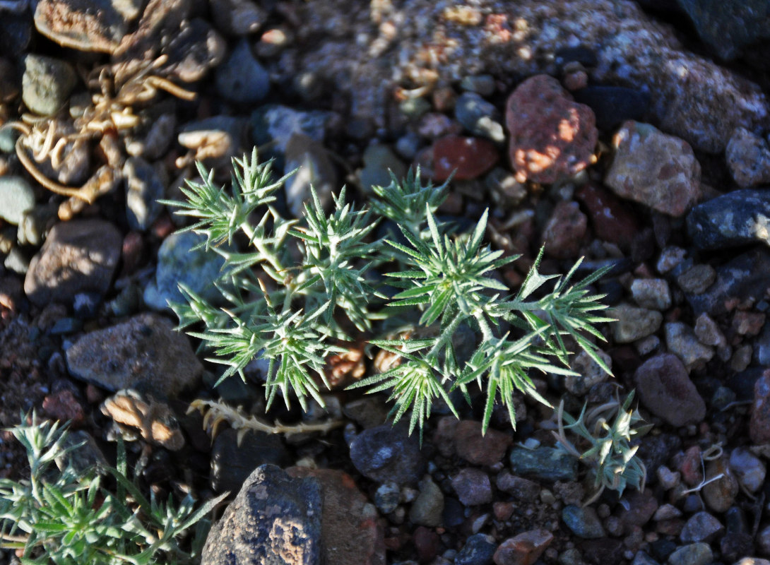 Image of Ceratocarpus arenarius specimen.