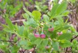 Vaccinium myrtillus. Побеги с цветками. Башкирия, окр. Белорецка, гора Мраткина. Сосновый лес. Вторая декада мая.