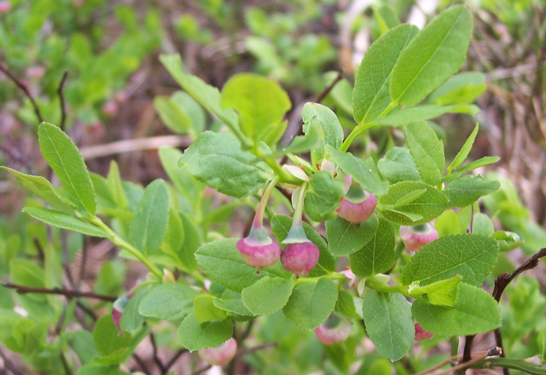 Image of Vaccinium myrtillus specimen.