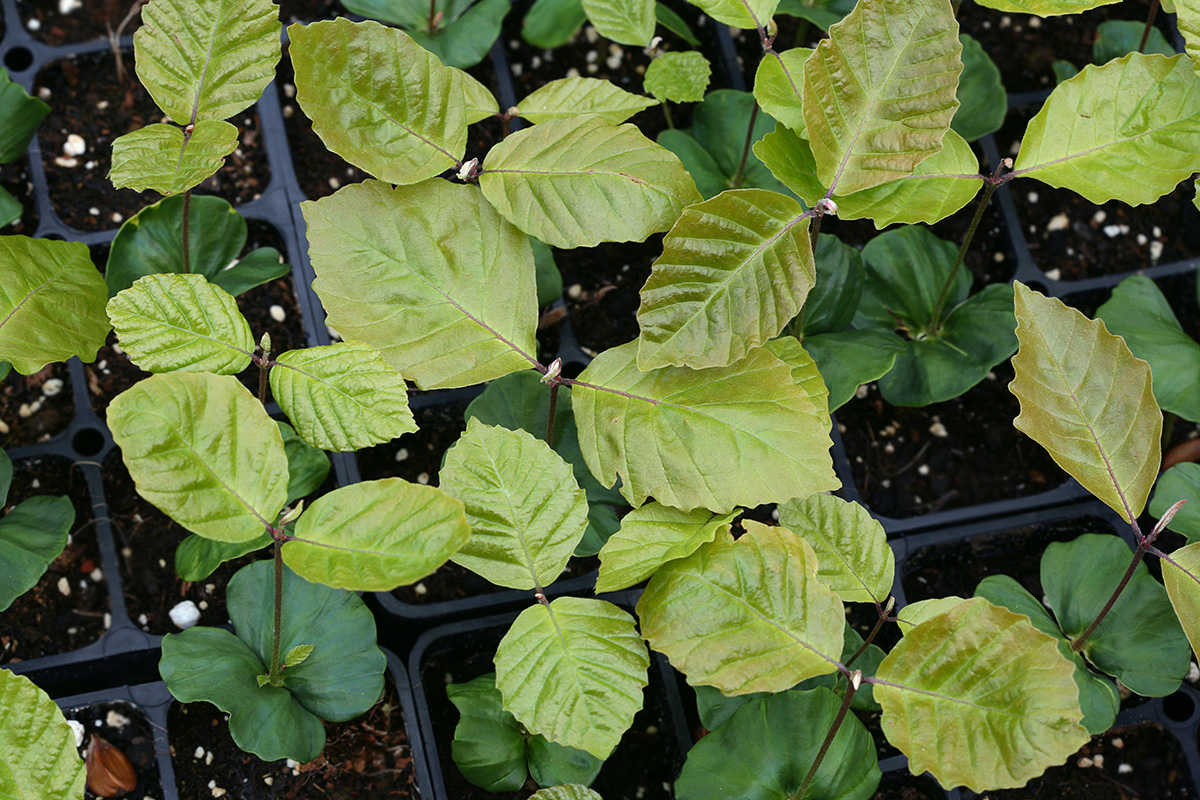 Image of Fagus sylvatica specimen.