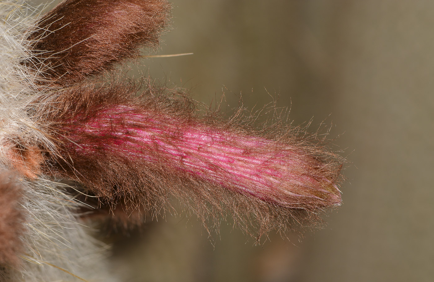 Image of Cleistocactus straussii specimen.