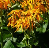 Ligularia dentata