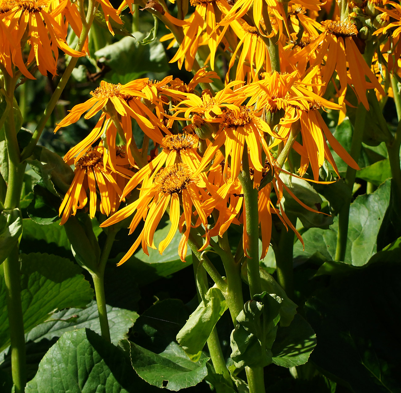 Изображение особи Ligularia dentata.