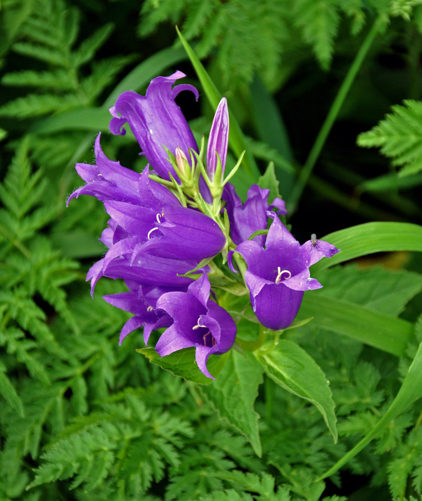 Image of Campanula latifolia specimen.