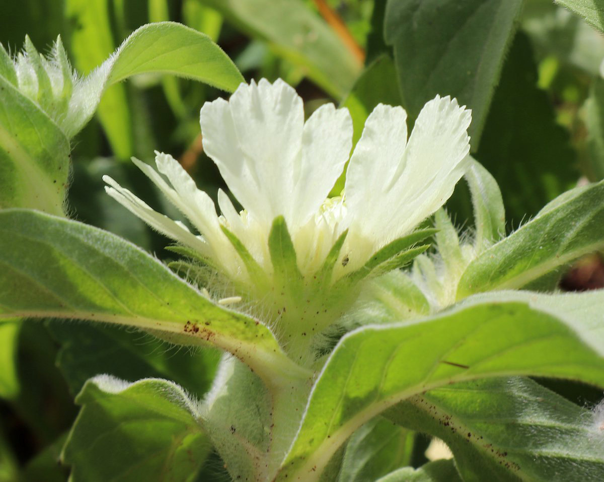 Image of Lomelosia prolifera specimen.