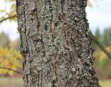 Acer saccharinum. Часть ствола, покрытая лишайниками. Ярославская обл., г. Переславль-Залесский, дендрологический сад. 22.10.2017.
